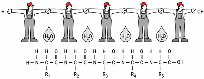 Condensation Polymerization