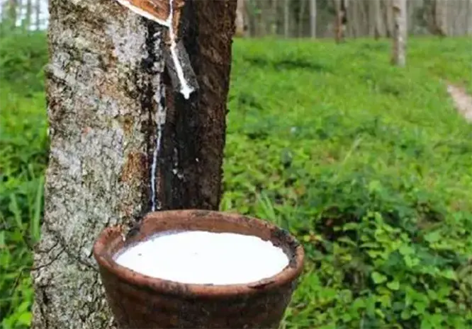 Natural Rubber